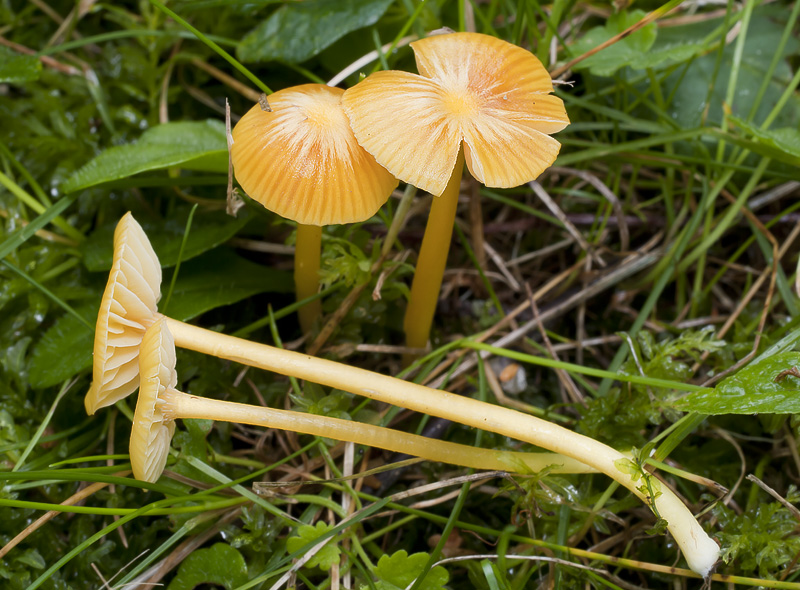 Hygrocybe glutinipes